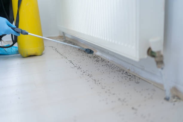 Best Bed Bug Extermination  in Westbrook, ME