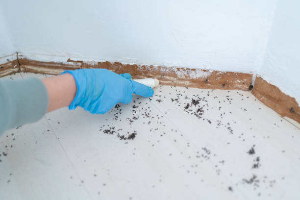 Best Pest Prevention Services  in Westbrook, ME